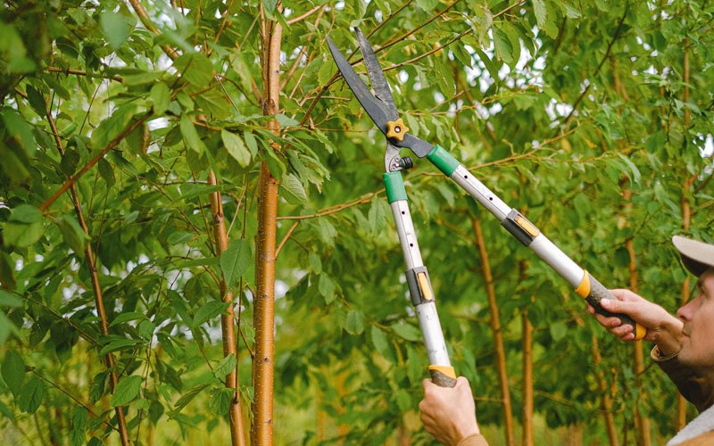 Tree trimming in Cassville, NY